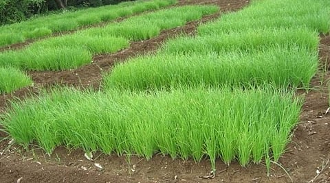 Onion Crop