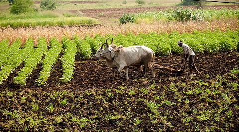 Crop Insurance Scheme