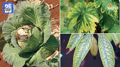 Agricultural Crops