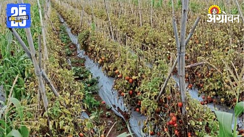 Crop Damage