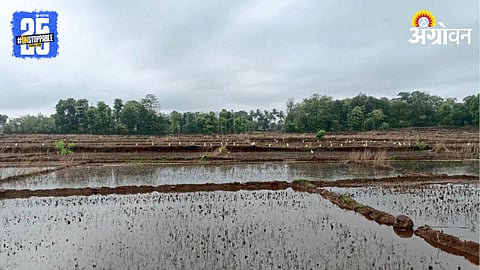 Sangli Flood Update