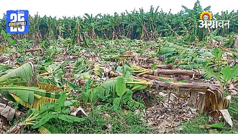Banana Crop Loss