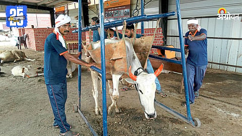 Animal Care