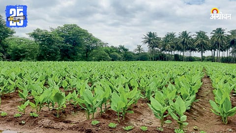 Turmeric Farming