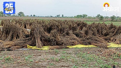 Crop Damage