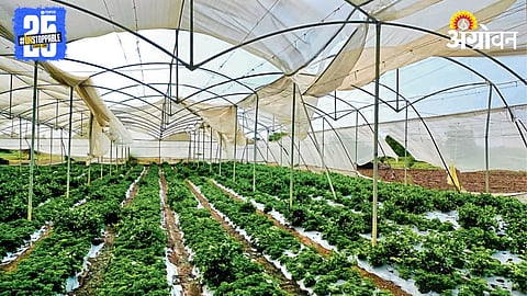 Crop Damage