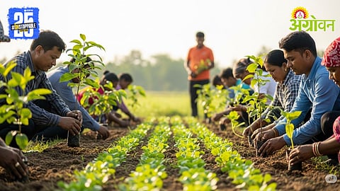 Fruit Vegetable Plantation