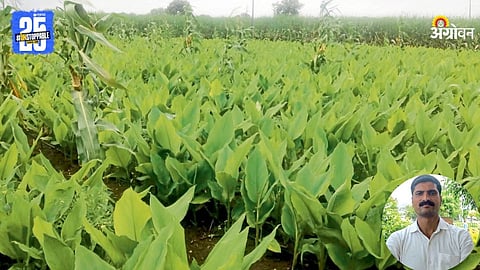 Turmeric Farming