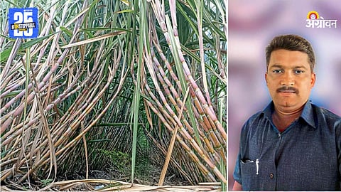 Sugarcane Farming 