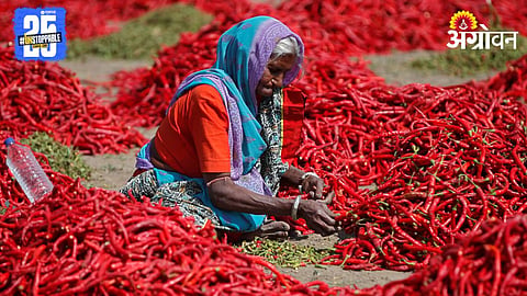 Red Chili 