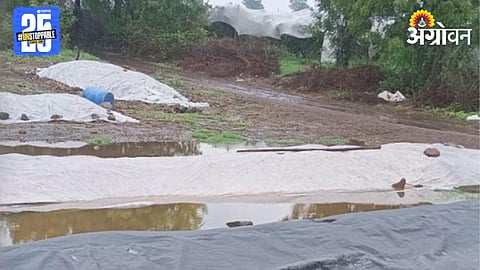Onion Crop Damage 