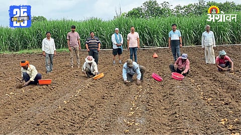 Ginger Farming