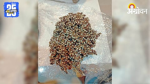 Karai Soh Sorghum
