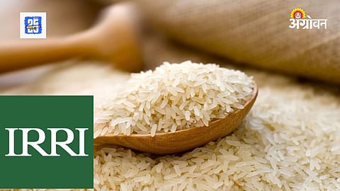 Anti-Cancer Rice 