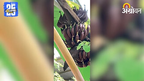 Red Banana 