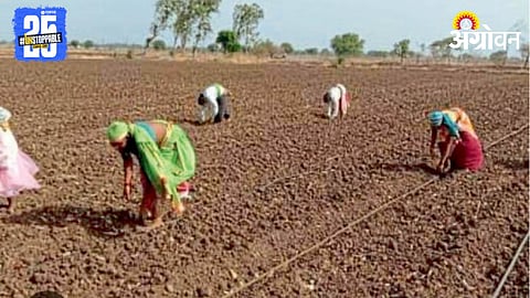 Cotton Sowing 
