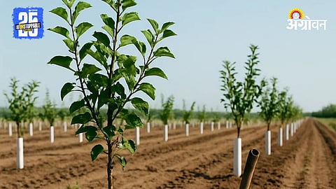 Horticulture Scheme