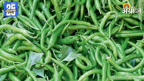 Green Chili