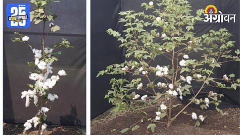 Cotton Variety 