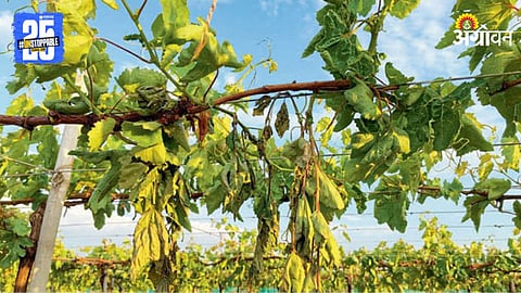 Grape Crop Damage