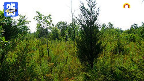 Scrubland Forest