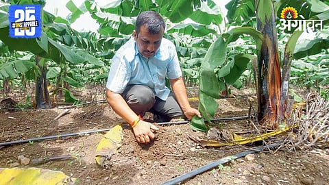 Banana Farming 