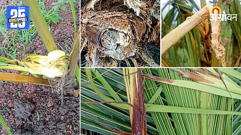 Coconut Disease