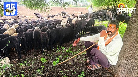 Sheep Rearing 