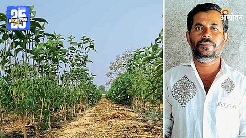 Sericulture Farming