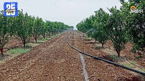 Orange Orchard
