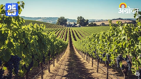 Grape Farming