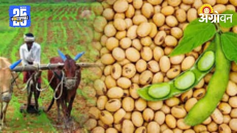 Soybean Seeds