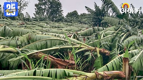 Crop Damage 