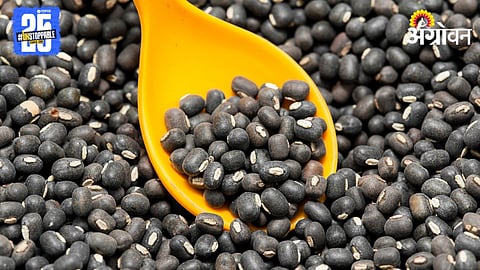 Urad