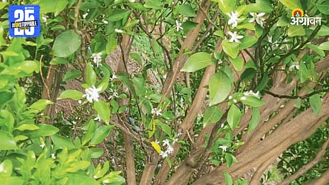 Orange Tree