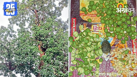 Mahua Tree 