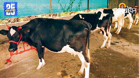 Animal Health