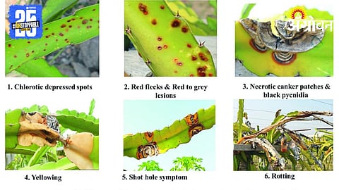 Dragon Fruit Disease