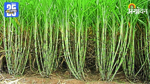 Sugarcane Farming