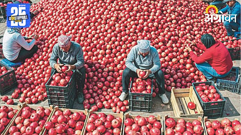 Farm Produce Grading 