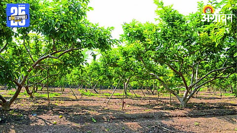 Fruit Crop Insurance 