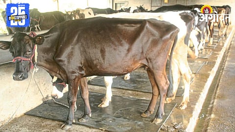 Animal Health 