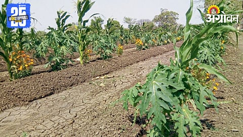 Papaya Farming