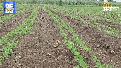 Kharif Sowing 