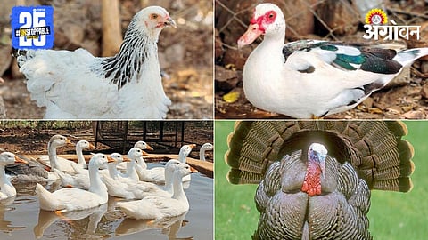 Chicken Farming 