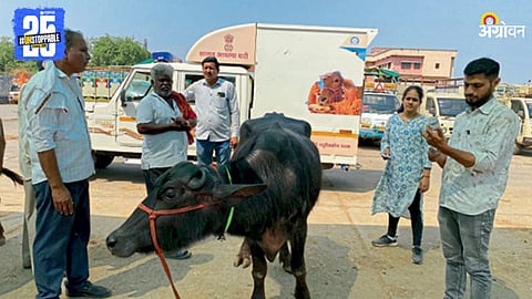 Animal Ambulance