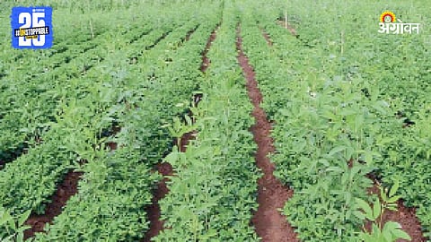 Tur Farming