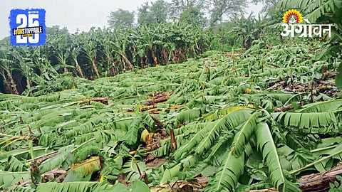 Banana Crop Loss