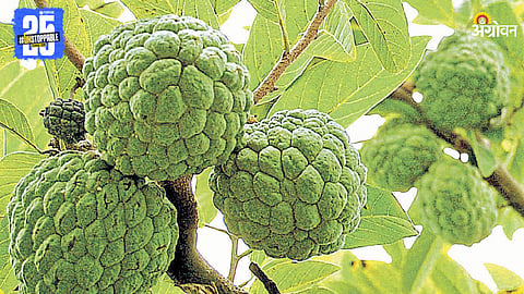 Custard Apple 