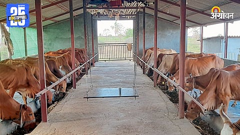 Animal Husbandry